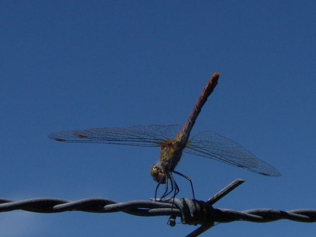 Bruinrode heidelibel, hier in de zogenaamde pyramidehouding, een verticale lichaamshouding t.o.v. de zon om te hoge lichaamstemperatuur tegen te gaan. 